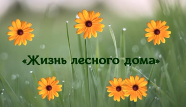 Видеообзор «Жизнь лесного дома»